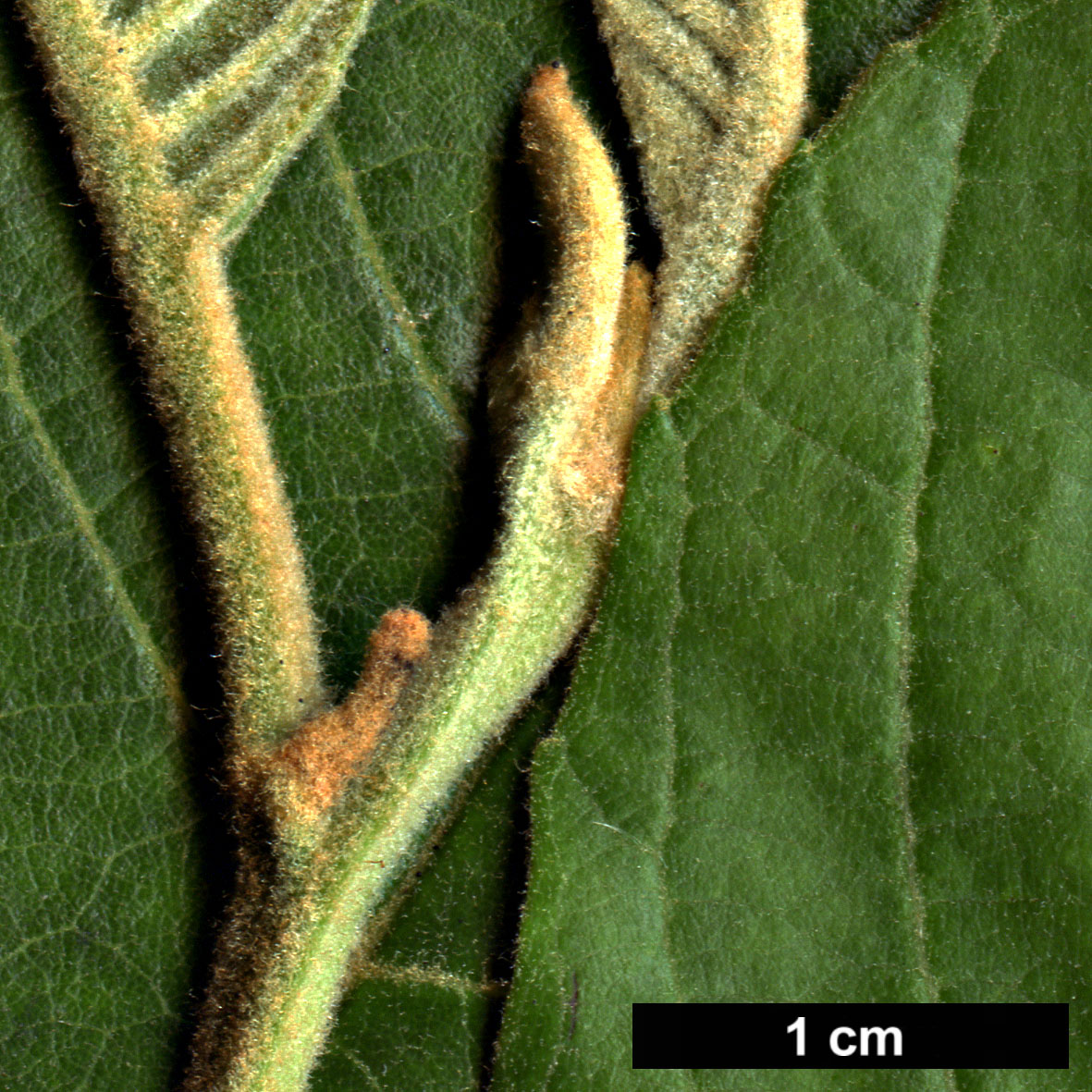 High resolution image: Family: Betulaceae - Genus: Alnus - Taxon: lanata